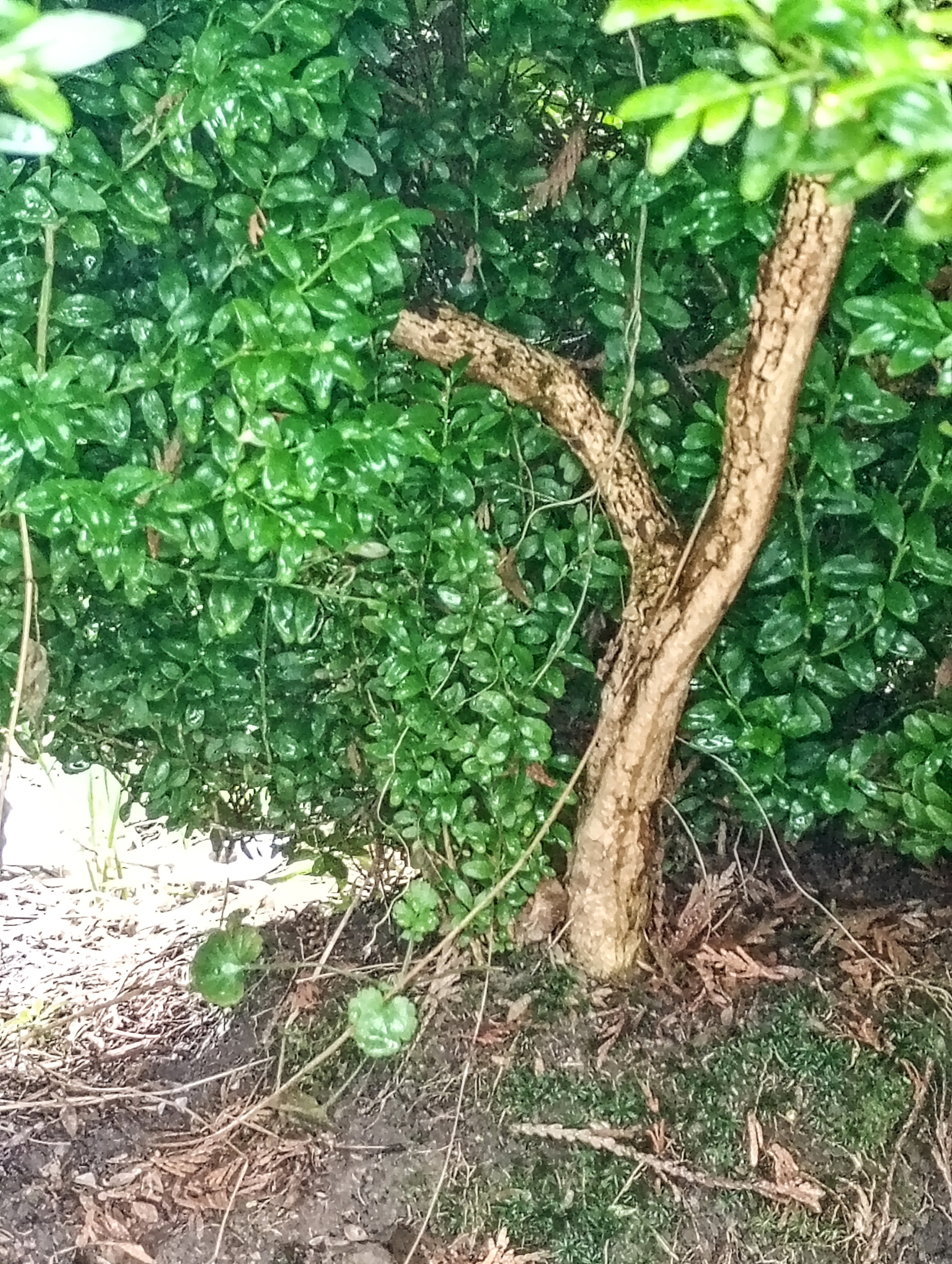 Zbliżenie na pień starego bukszpanu – widoczna gęsta, twarda struktura drewna