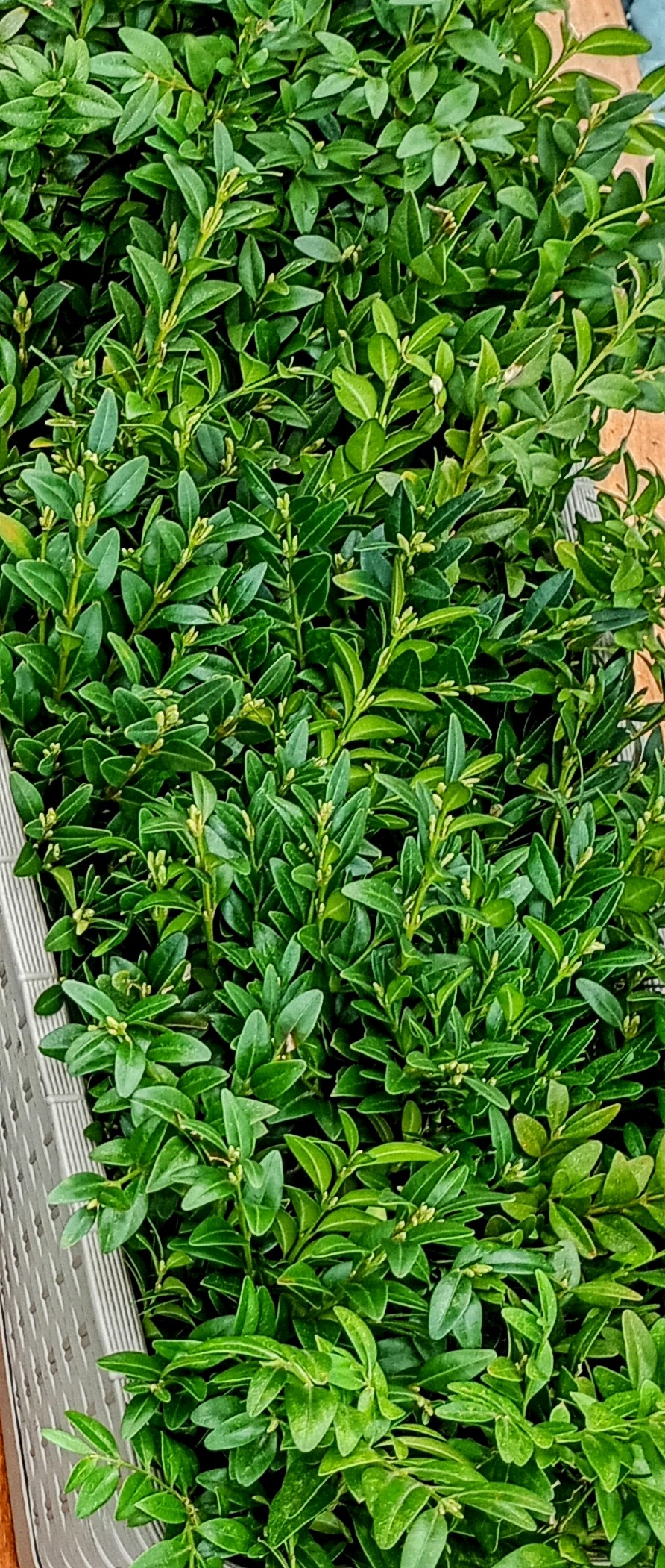 Zbliżenie na gęste, zimozielone liście bukszpanu – roślina nie traci liści nawet zimą