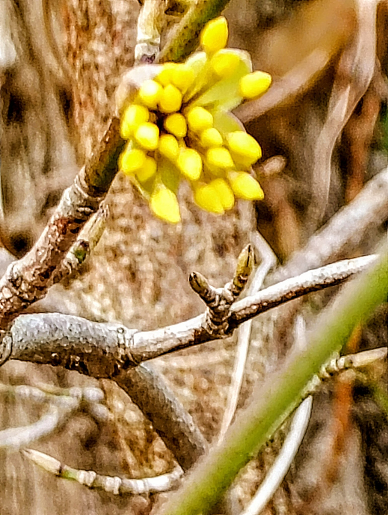 Pączki kwiatowe derenia jadalnego – makro