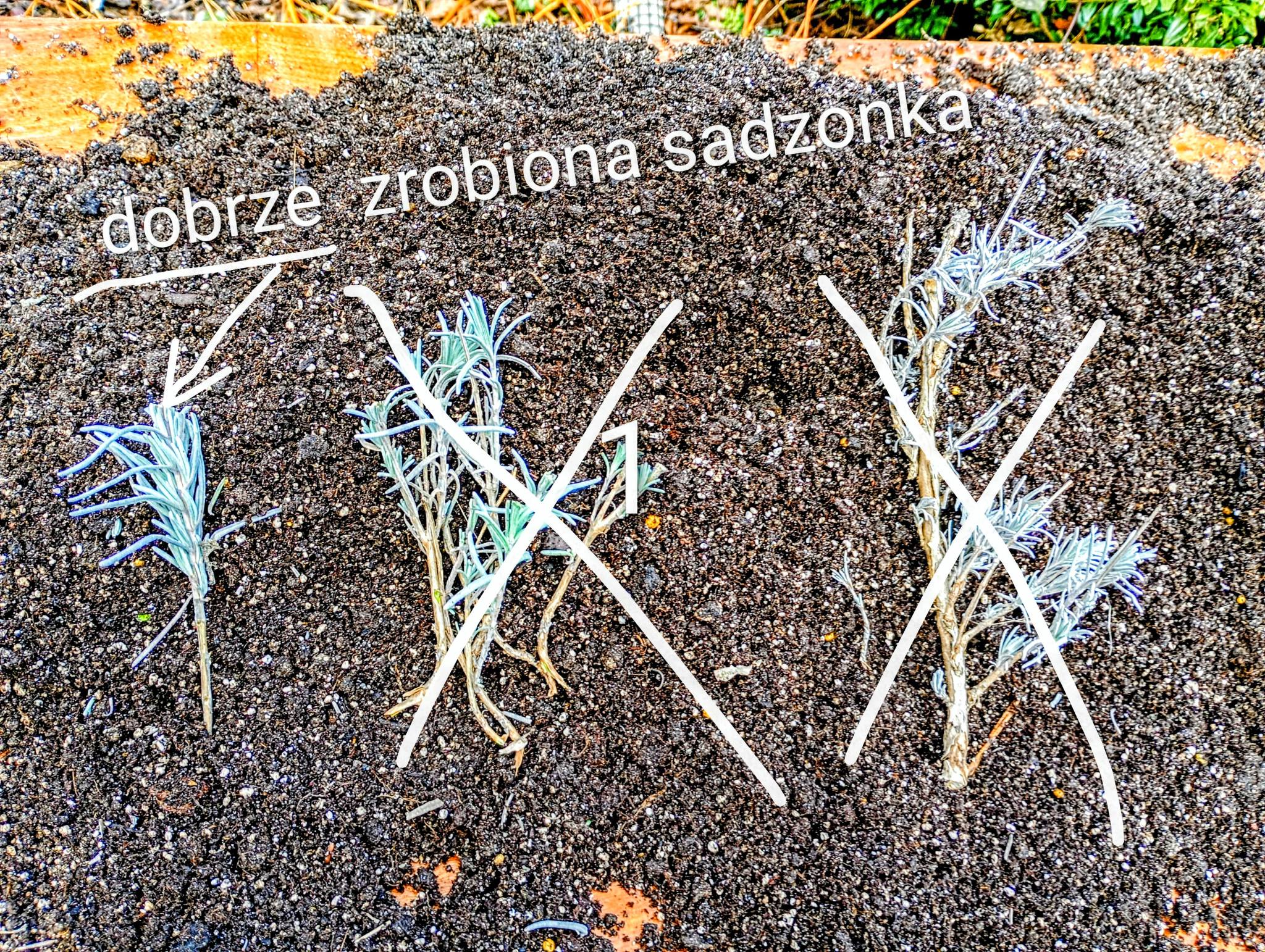 Dobrze zrobiona sadzonka lawendy – dolna część oczyszczona z listków