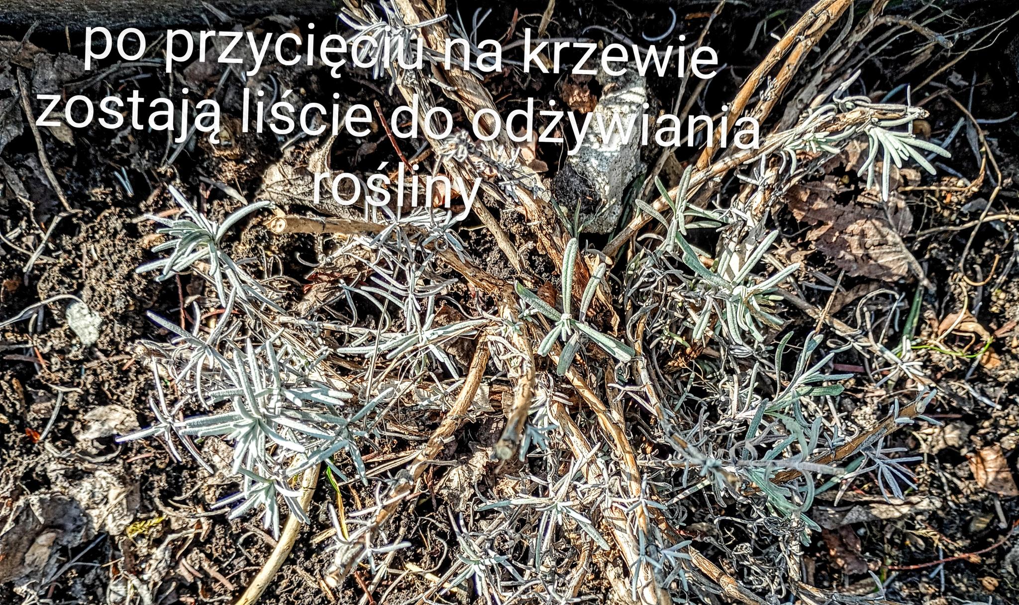 Po przycięciu na krzewie zostają liście do odżywiania rośliny