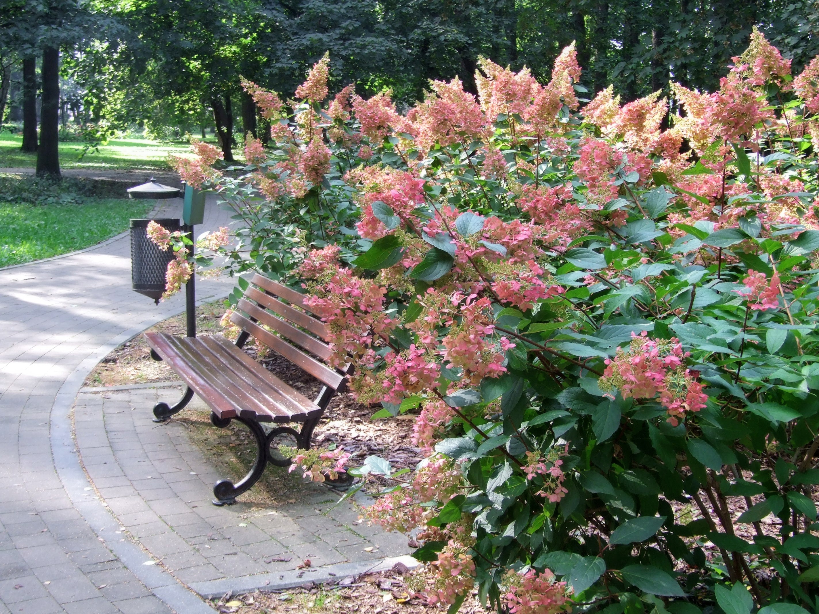 Hortensja bukietowa z różowymi stożkowatymi wiechami kwiatowymi w parku