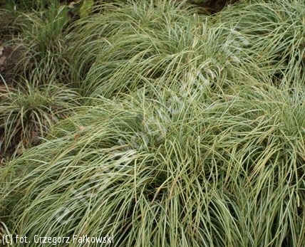 Turzyca Morrowa – gęsta kępa drobnych, paskowanych liści