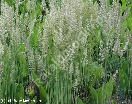 Strzęplica – jasnokremowe wiechy kwiatowe na tle zieleni