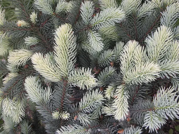 Gałązki świerka srebrnego z młodymi przyrostami