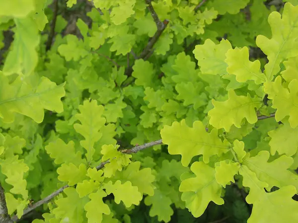 Młode jasnozielone liście dębu wiosną